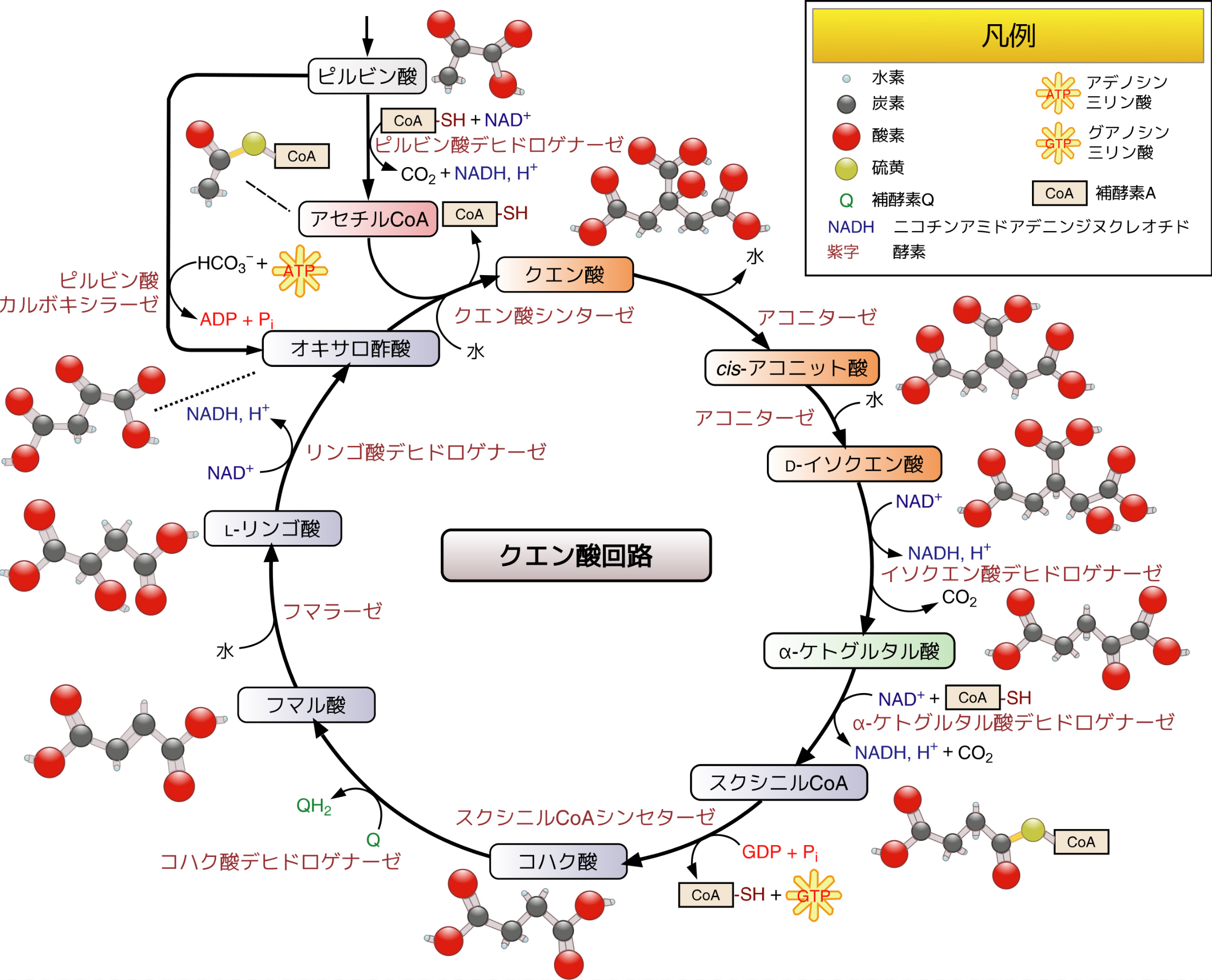 複雑な生化学反応式も丸暗記できる！